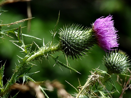 {Cirsium vulgare}